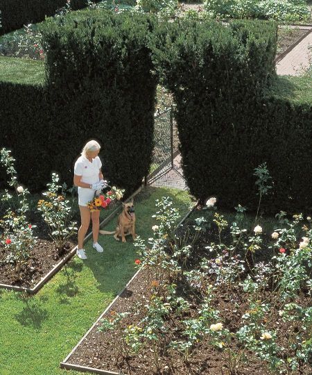 CZ Guest walking through her cutting cutting garden.   